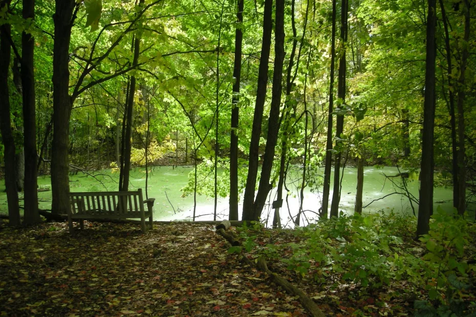 File:Meijer Gardens October 2014 24 (Woodland Shade Garden).jpg - a bench in the woods by a lake